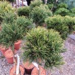 Borovica horská (Pinus mugo) ´WINTERGOLD´ – výška 80-90 cm, kont. C5L - NA KMIENKU
